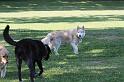 Dogs_09-07-12_0081